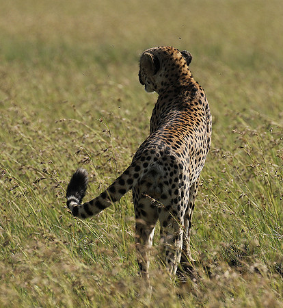 Serengeti - Grumeti Private Reserve