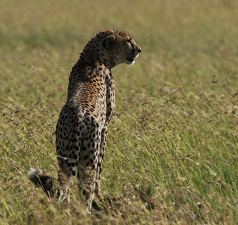 Serengeti - Grumeti Private Reserve