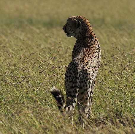 Serengeti - Grumeti Private Reserve