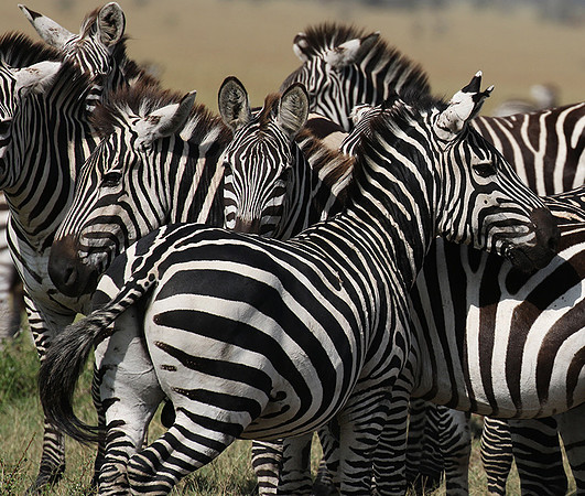 Serengeti - Grumeti Private Reserve