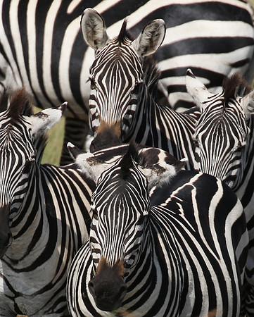 Serengeti - Grumeti Private Reserve