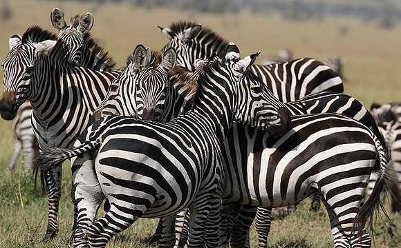Serengeti - Grumeti Private Reserve