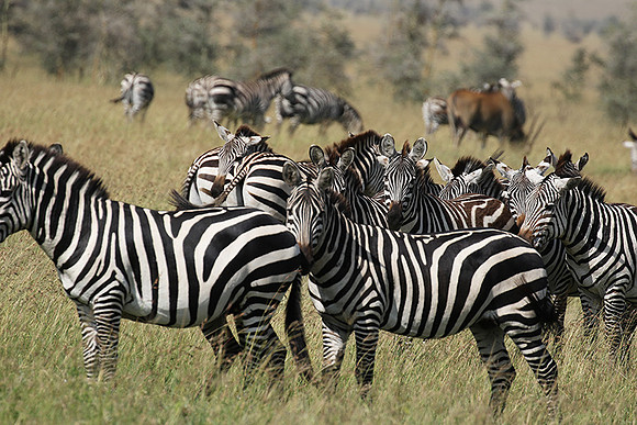 Serengeti - Grumeti Private Reserve