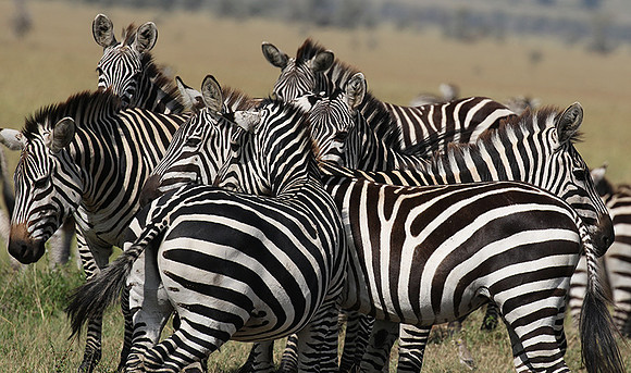 Serengeti - Grumeti Private Reserve