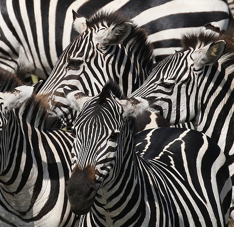Serengeti - Grumeti Private Reserve