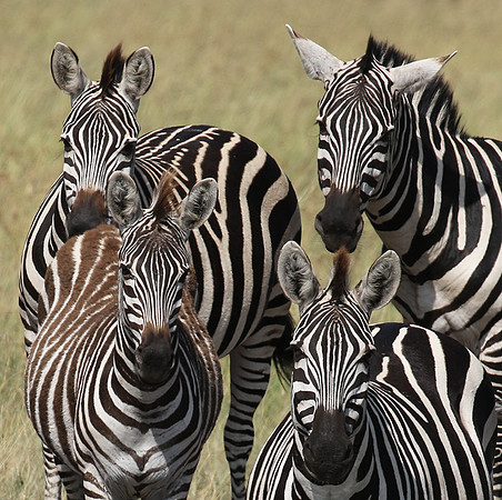 Serengeti - Grumeti Private Reserve