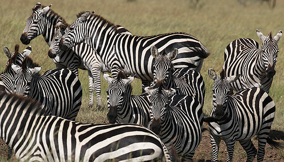 Serengeti - Grumeti Private Reserve