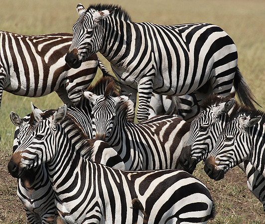 Serengeti - Grumeti Private Reserve
