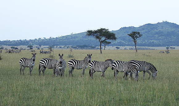 Serengeti - Grumeti Private Reserve