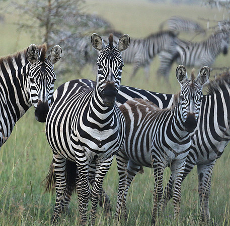 Serengeti - Grumeti Private Reserve