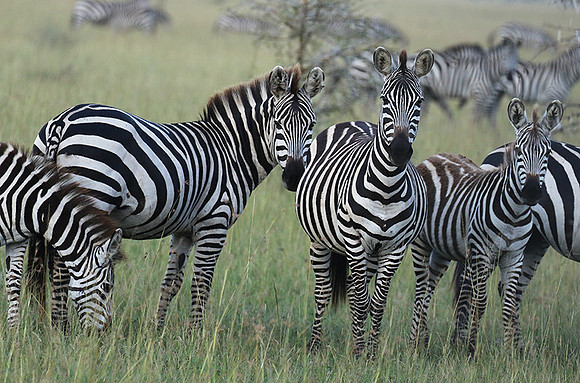 Serengeti - Grumeti Private Reserve