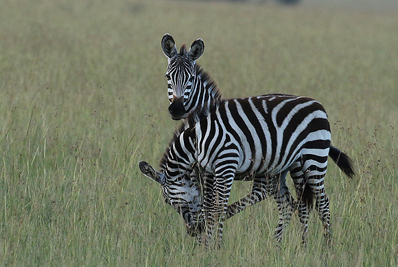 Serengeti - Grumeti Private Reserve