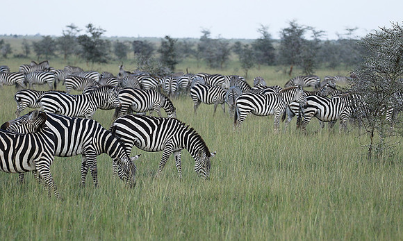 Serengeti - Grumeti Private Reserve