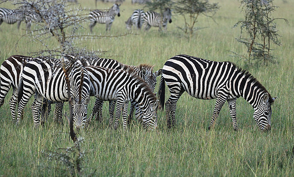 Serengeti - Grumeti Private Reserve