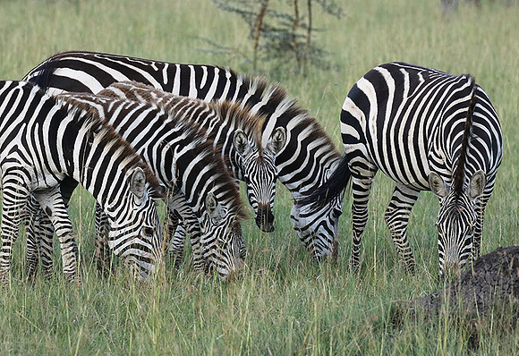 Serengeti - Grumeti Private Reserve