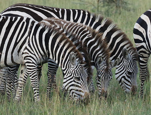 Serengeti - Grumeti Private Reserve