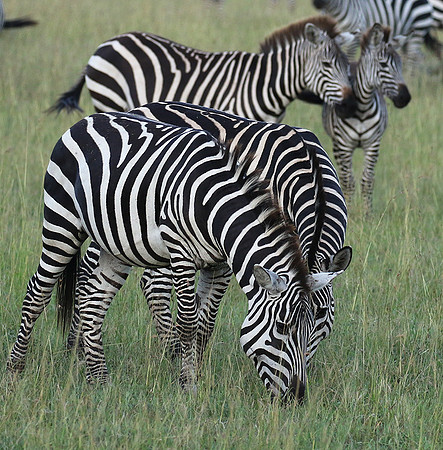 Serengeti - Grumeti Private Reserve