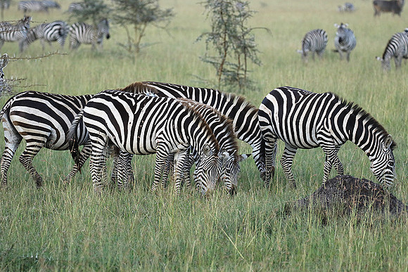 Serengeti - Grumeti Private Reserve