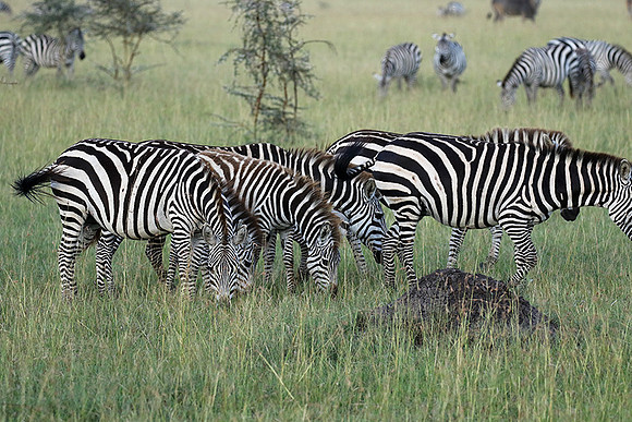 Serengeti - Grumeti Private Reserve