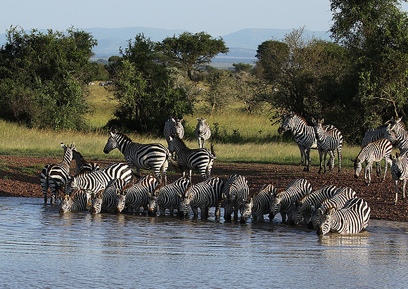 Serengeti - Grumeti Private Reserve