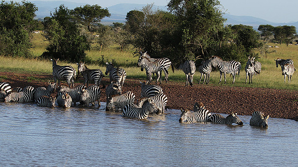Serengeti - Grumeti Private Reserve