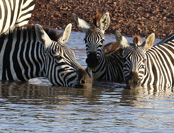 Serengeti - Grumeti Private Reserve