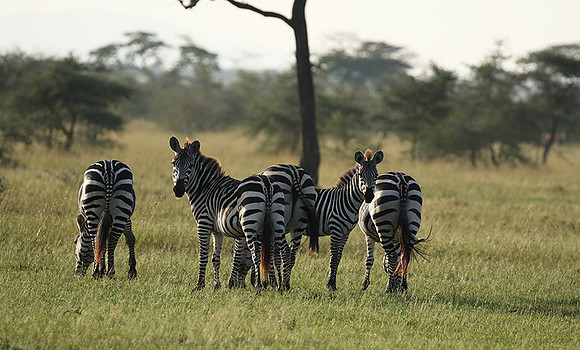 Serengeti - Grumeti Private Reserve
