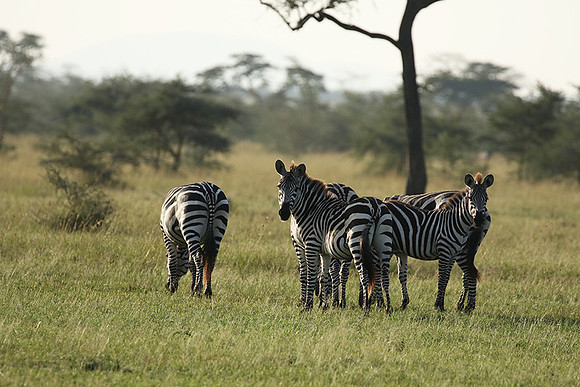 Serengeti - Grumeti Private Reserve