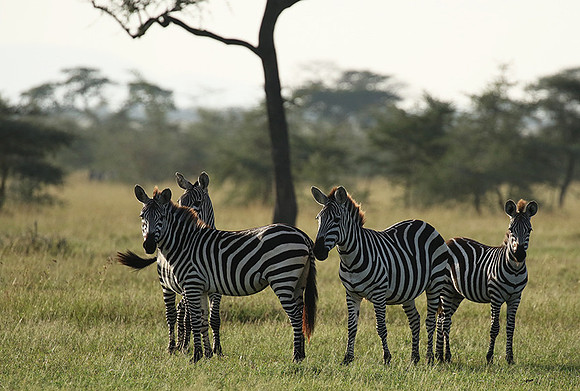 Serengeti - Grumeti Private Reserve
