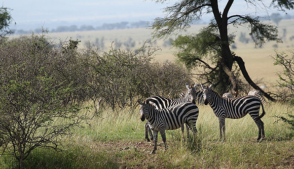 Serengeti - Grumeti Private Reserve