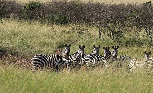 Serengeti - Grumeti Private Reserve