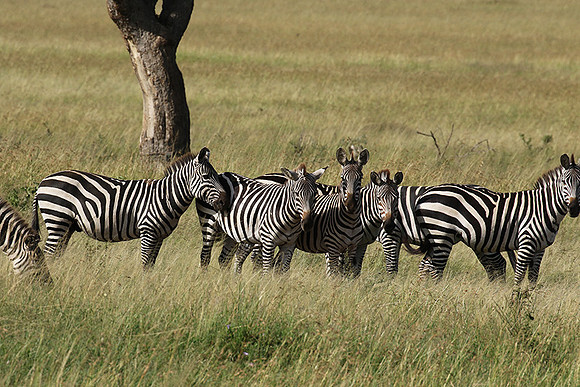 Serengeti - Grumeti Private Reserve
