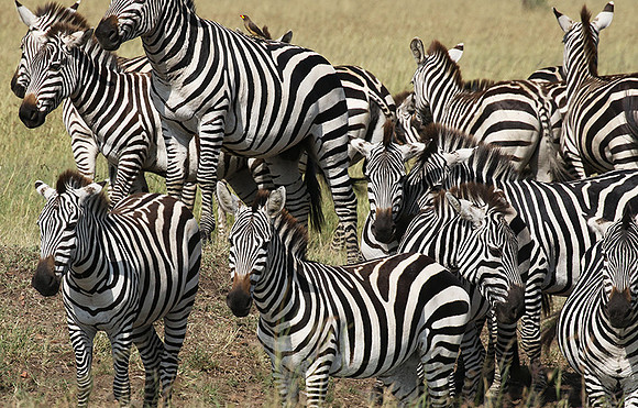 Serengeti - Grumeti Private Reserve