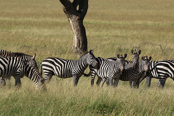 Serengeti - Grumeti Private Reserve