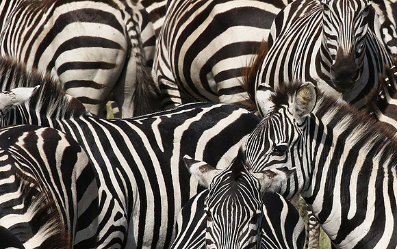 Serengeti - Grumeti Private Reserve