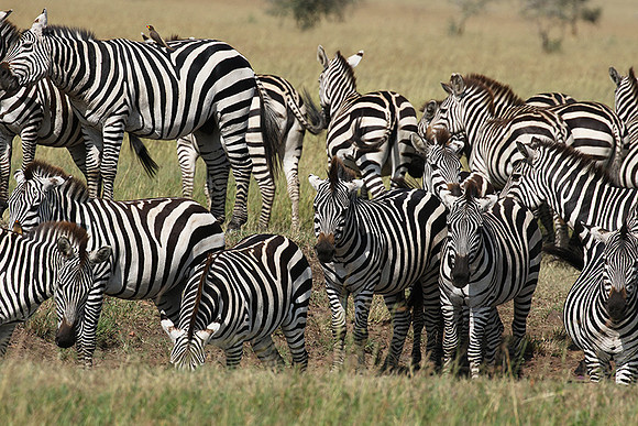 Serengeti - Grumeti Private Reserve