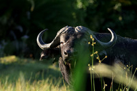 Buffalos at jacana
