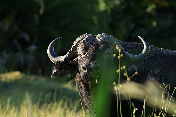 Buffalos at jacana