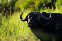 Buffalos at jacana
