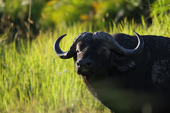 Buffalos at jacana