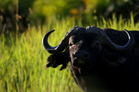 Buffalos at jacana