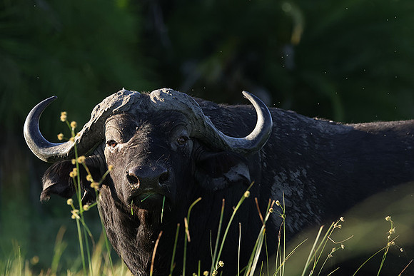 Buffalos at jacana