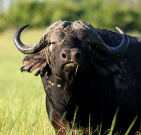 Buffalos at jacana