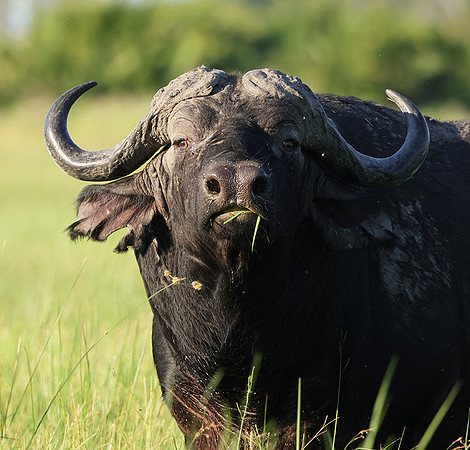 Buffalos at jacana