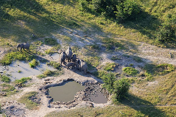 Elephnts - Delta Okavango