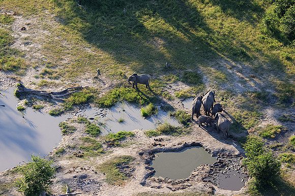 Elephnts - Delta Okavango