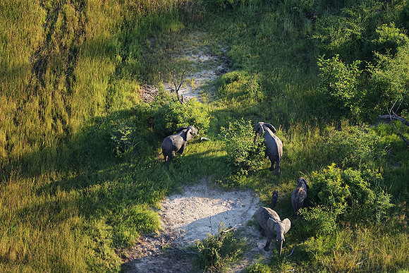 Elephnts - Delta Okavango