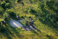Elephnts - Delta Okavango