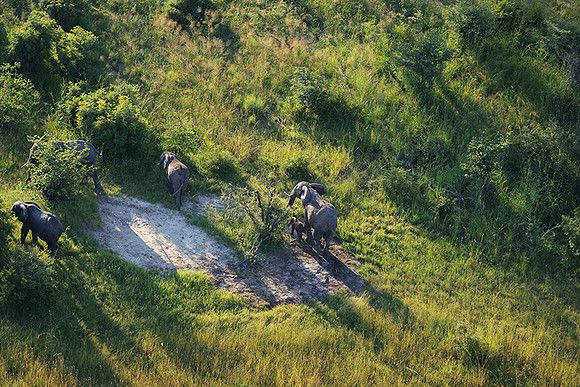 Elephnts - Delta Okavango