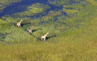 Giraffes - Delta of Okavango